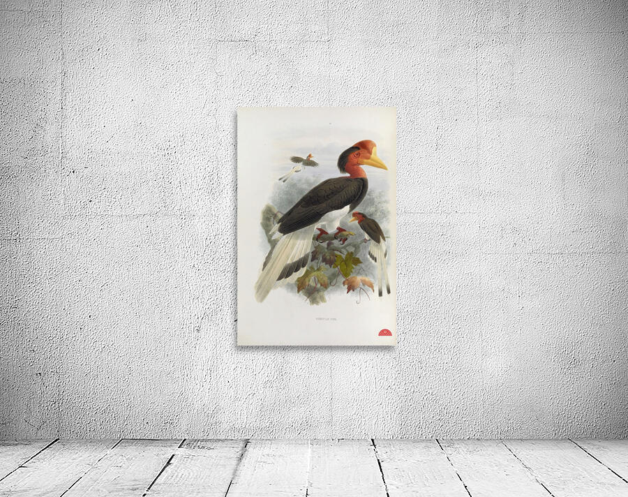 Rhinoplax vigil 1882 Wall Preview