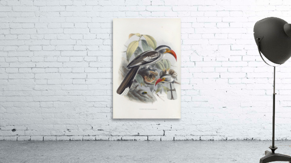 Tockus erythrorhynchus 1882 Wall Preview