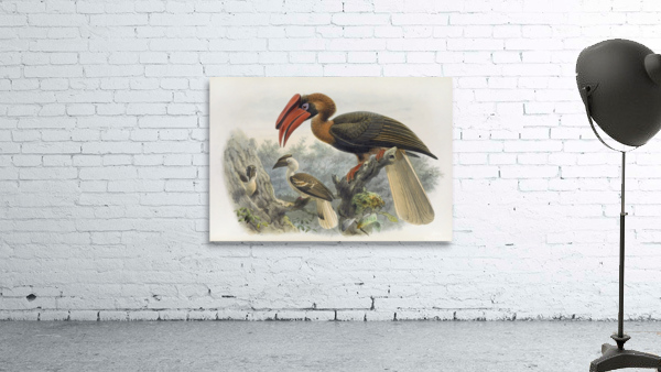 Hydrocorax planicornis 1882 Wall Preview