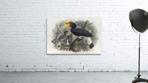 Buceros rhinoceros 1882 Wall Preview