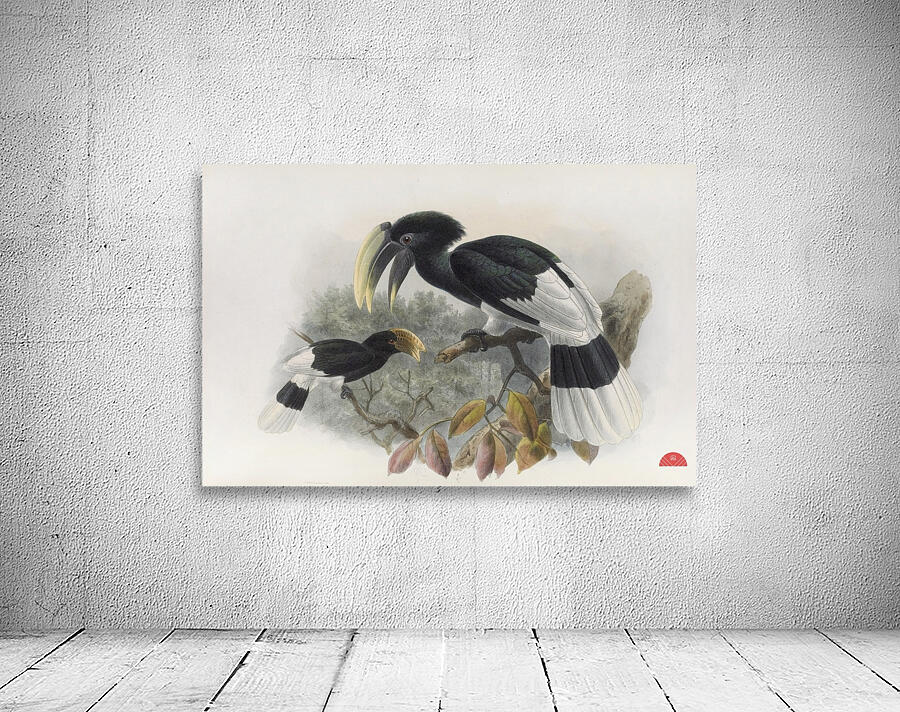 Bycanistes albotibialis 1882 Wall Preview