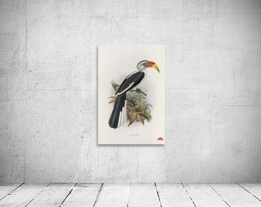 Tockus deckeni 1882 Wall Preview