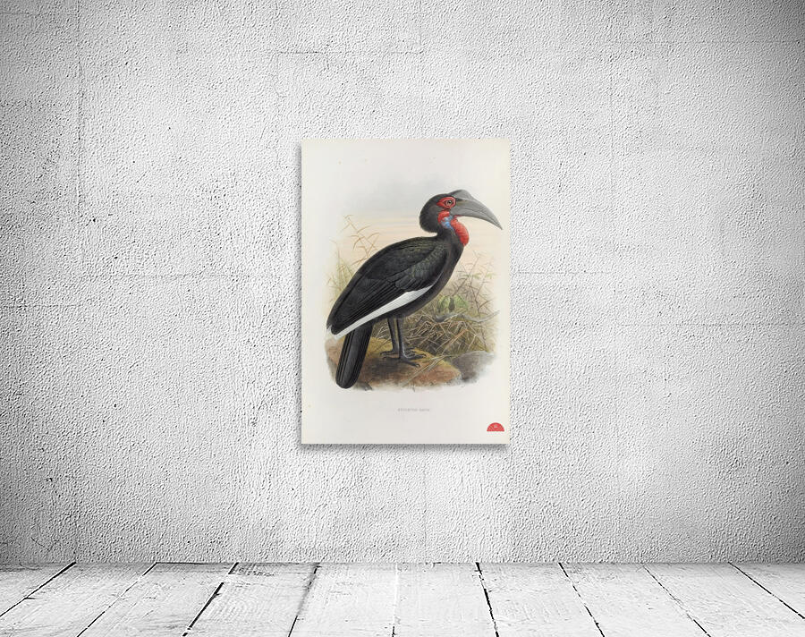 Bucorvus cafer 1882 Wall Preview