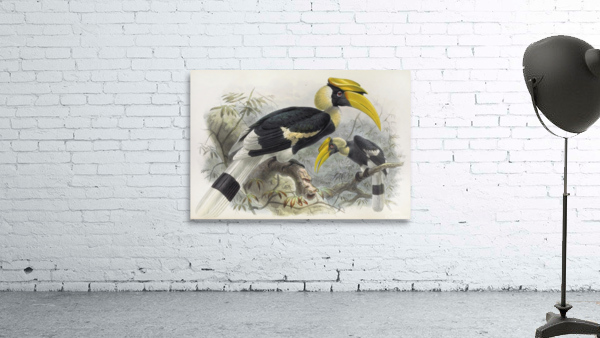Dichoceros bicornis 1882 Wall Preview