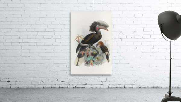 Sphagolobus atratus 1882 Wall Preview