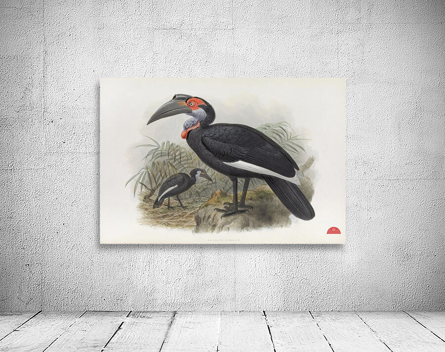 Bucorvus pyrrhops 1882 Wall Preview