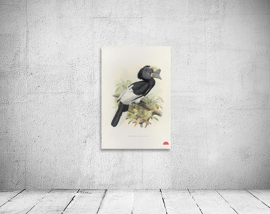 Bycanistes subquadratus 1882 Wall Preview