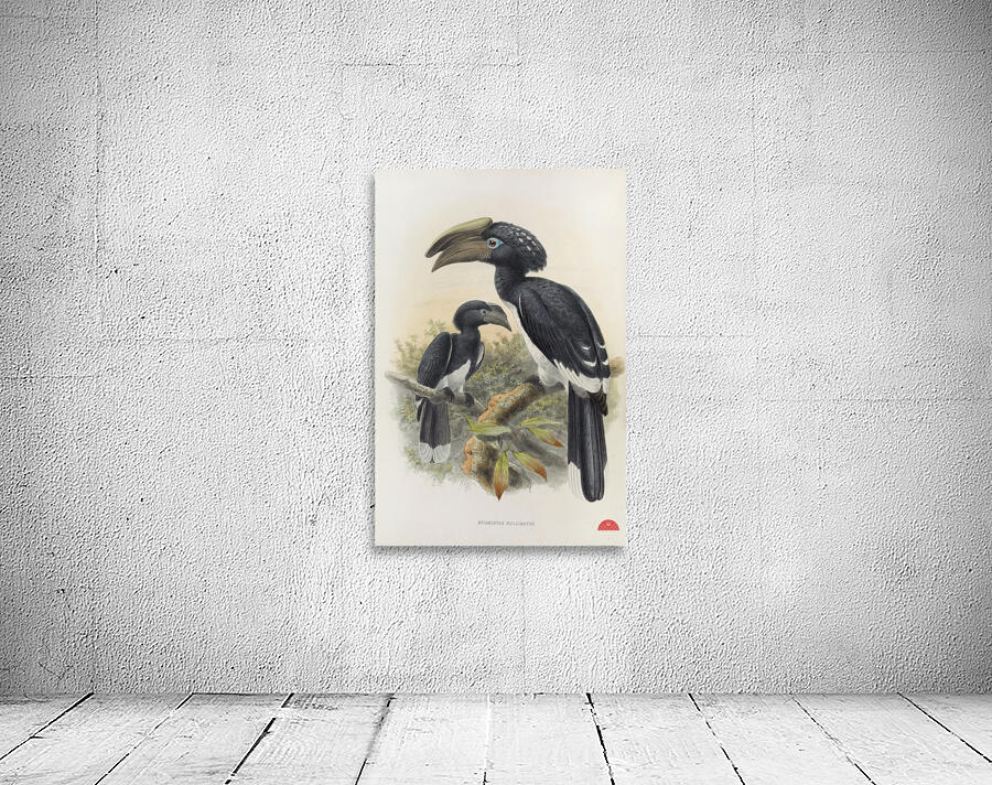 Bycanistes buccinator 1882 Wall Preview