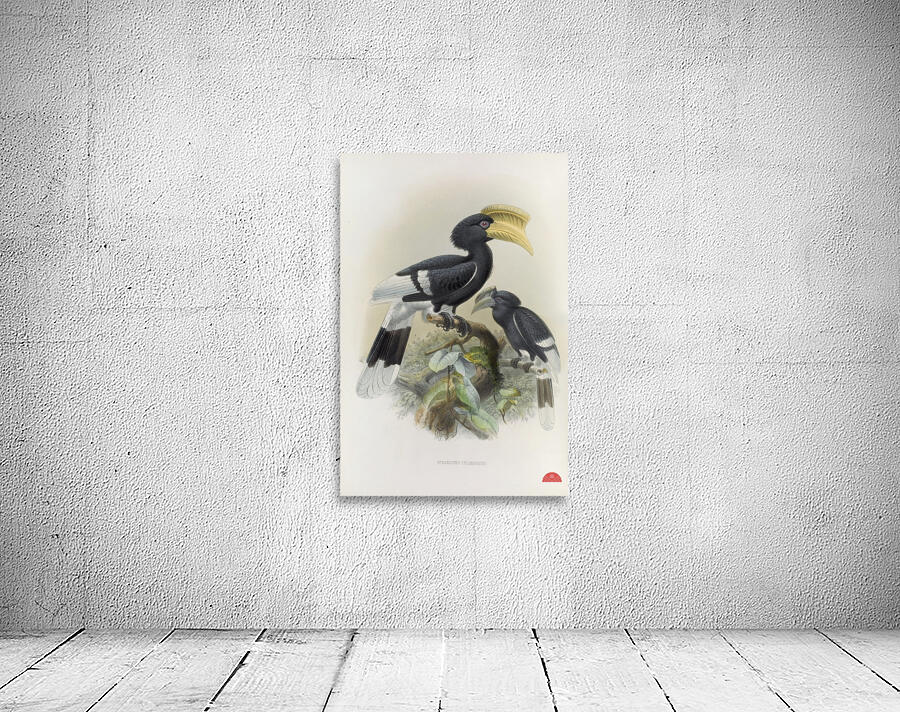 Bycanistes cylindricus 1882 Wall Preview