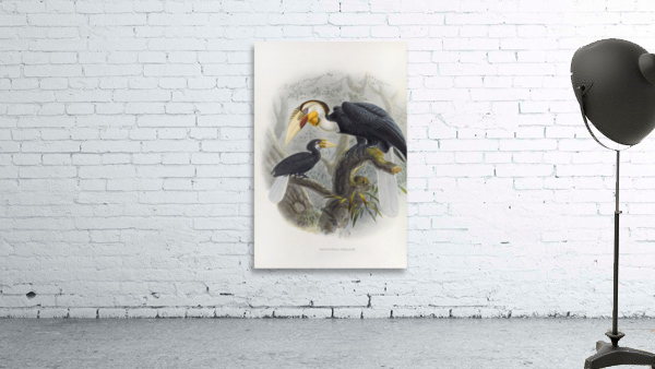 Rhytidoceros undulatus 1882 Wall Preview