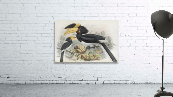 Anthracoceros coronatus 1882 Wall Preview