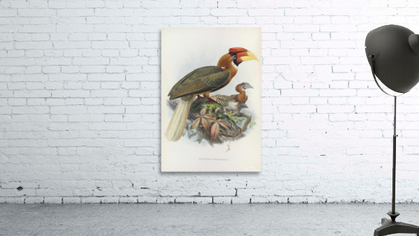 Hydrocorax semigaleatus 1882 Wall Preview