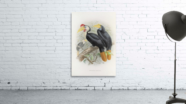 Cranorrhinus corrugatus 1882 Wall Preview