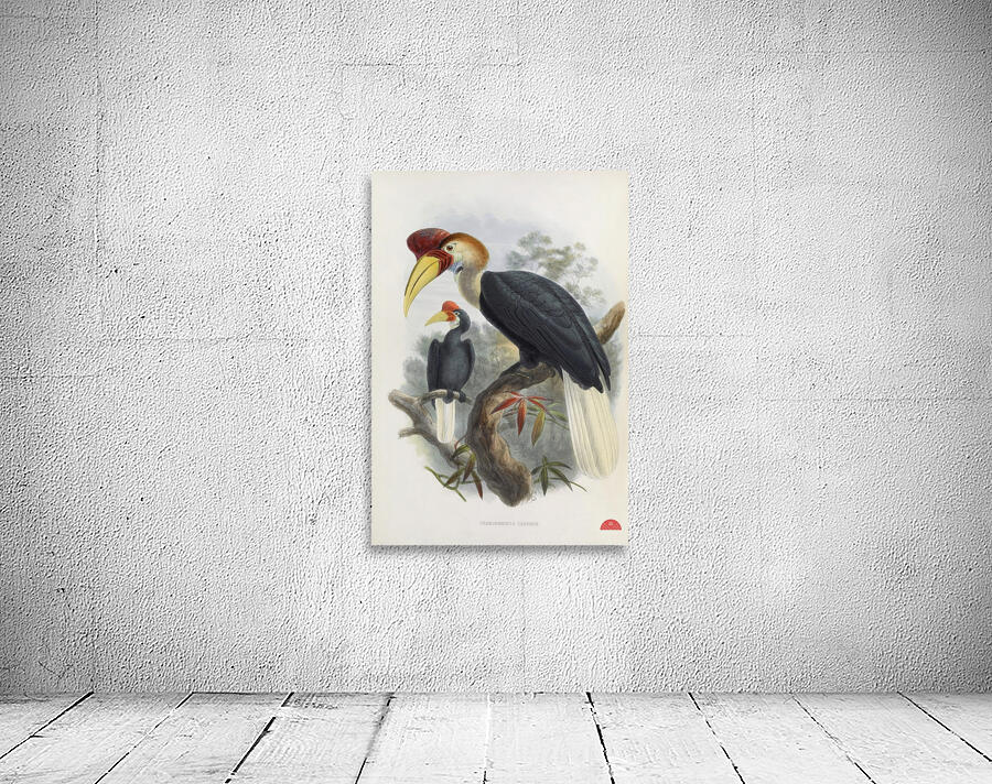 Cranorrhinus cassidix 1882 Wall Preview