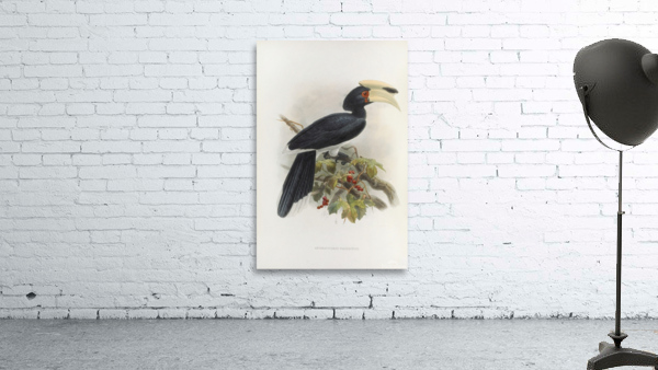 Anthracoceros fraterculus 1882 Wall Preview