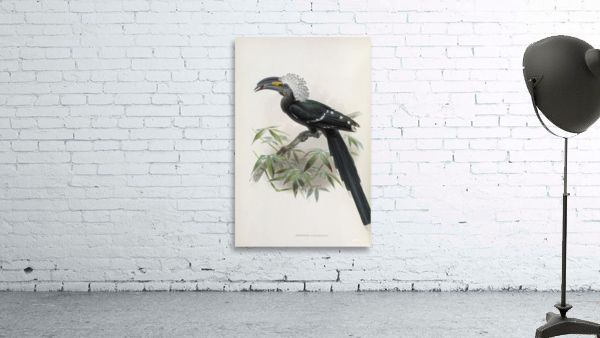 Anorrhinus albocristatus 1882 Wall Preview