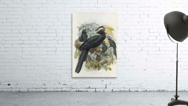 Anthracoceros malayanus 1882 Wall Preview