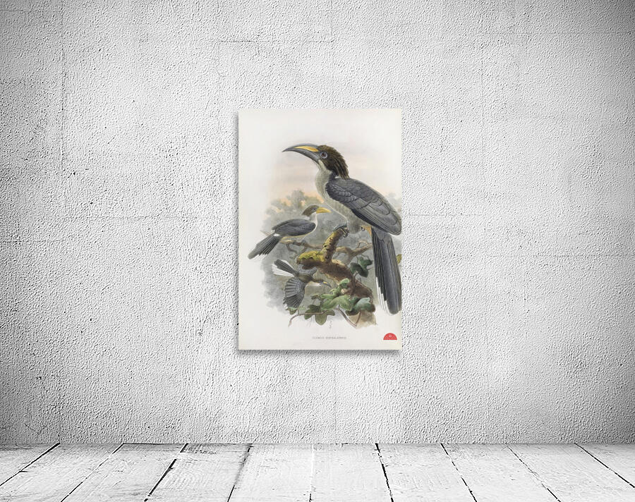 Tockus gingalensis 1882 Wall Preview