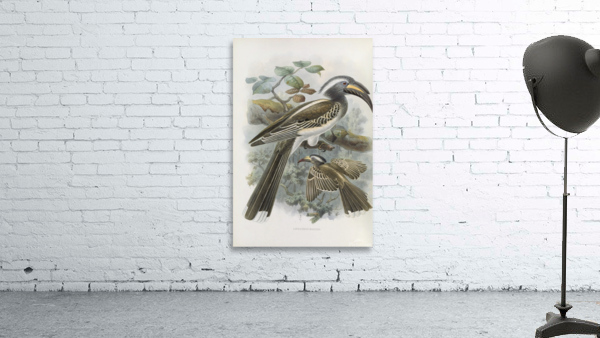 Lophoceros nasutus 1882 Wall Preview