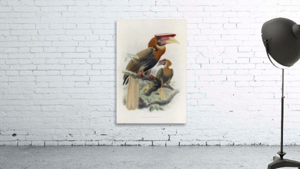 Hydrocorax mindanensis 1882 Wall Preview