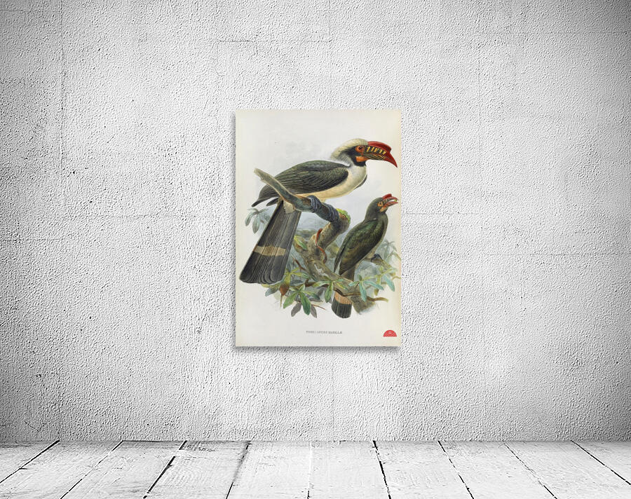 Penelopides manillae 1882 Wall Preview