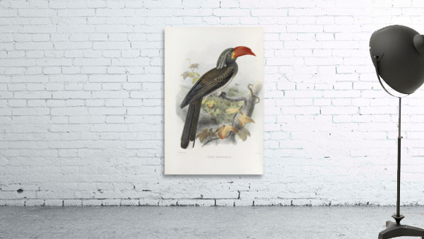 Tockus melanoleucus 1882 Wall Preview