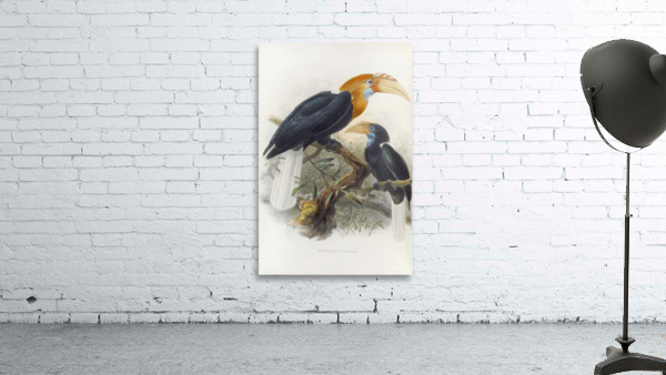 Rhytidoceros plicatus 1882 Wall Preview