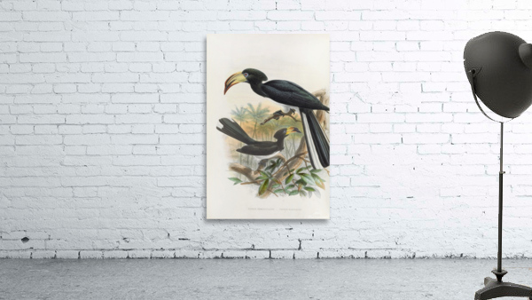 Tockus fasciatusTockus semifasciatus 1882 Wall Preview