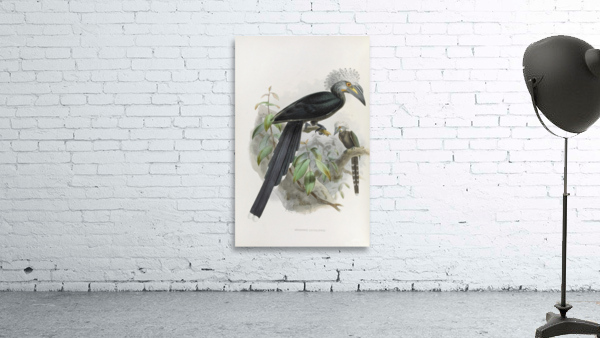 Anorrhinus leucolophus 1882 Wall Preview