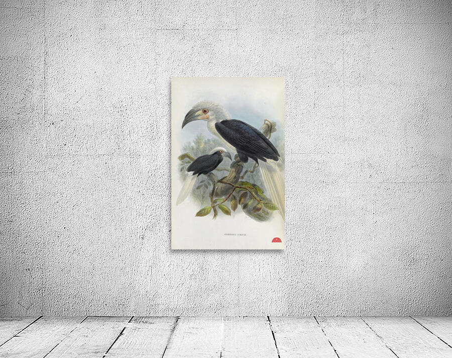 Anorrhinus comatus 1882 Wall Preview