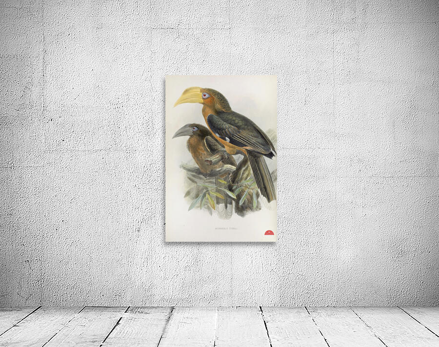 Anorrhinus tickelli 1882 Wall Preview