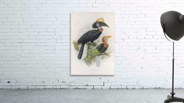 Ceratogymna elata 1882 Wall Preview