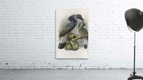 Anorrhinus galeritus 1882 Wall Preview