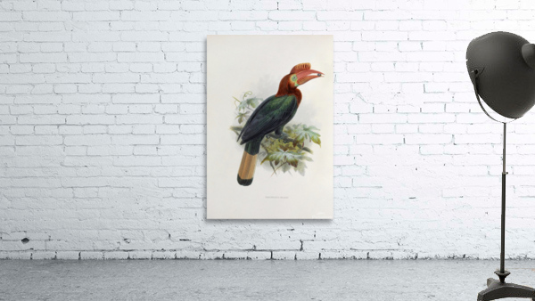 Cranorrhinus waldeni 1882 Wall Preview