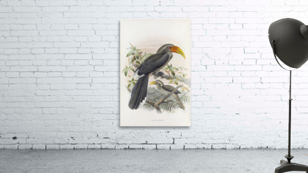 Tockus griseus 1882 Wall Preview