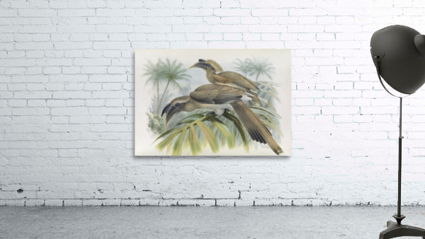 Lophoceros birostris 1882 Wall Preview