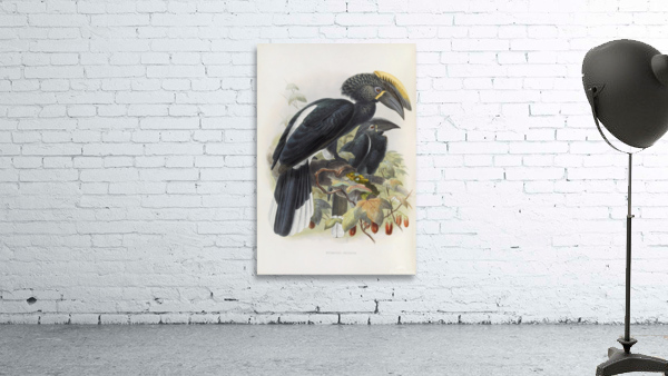 Bycanistes cristatus 1882 Wall Preview