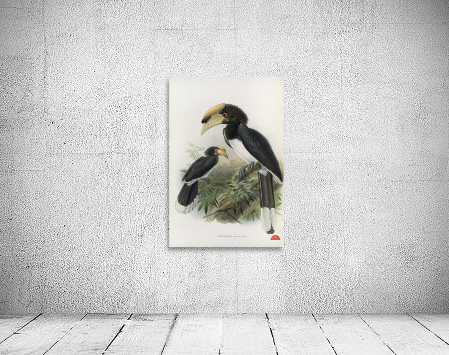 Anthracoceros malabaricus 1882 Wall Preview