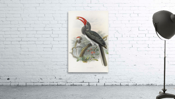 Tockus hemprichii 1882 Wall Preview