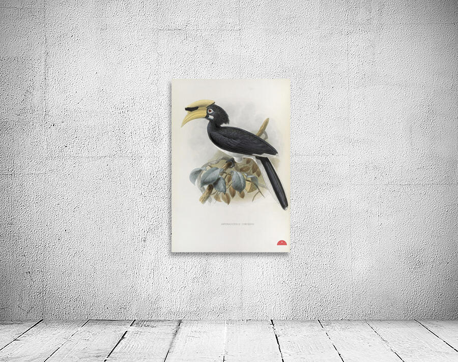 Anthracoceros convexus 1882 Wall Preview