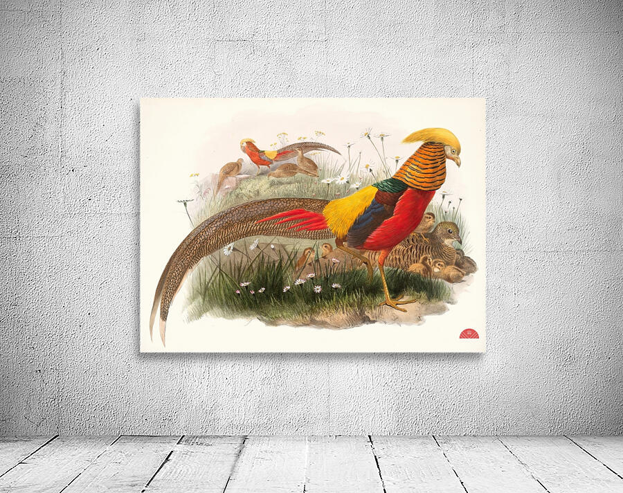 Thaumalea picta. 1872 Wall Preview