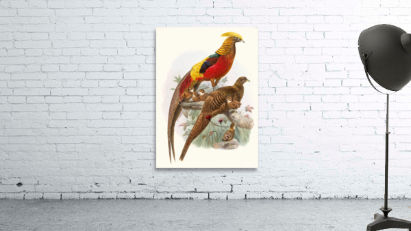 Thaumalea obscura. 1872 Wall Preview