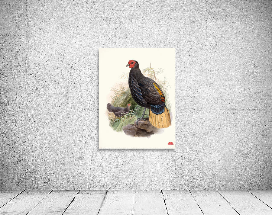 Euplocamus Pyronotus 1872 Wall Preview