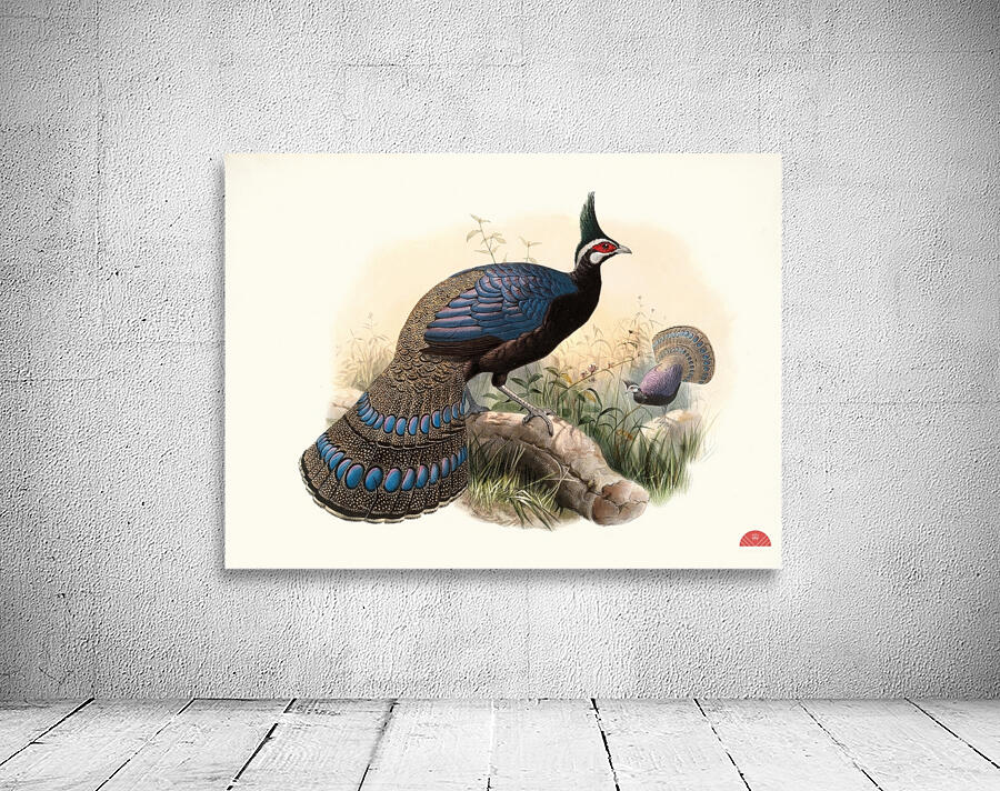 Polyplectron emphanum. 1872 Wall Preview