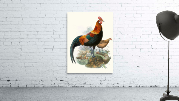 Gallus ferrugineus. 1872 Wall Preview