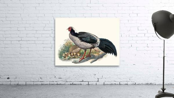 Euplocomus albo-cristatus. 1872 Wall Preview