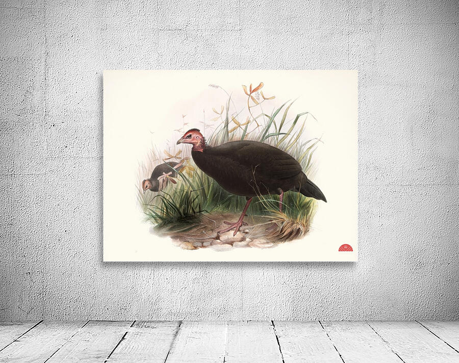 Phasidus Niger 1872 Wall Preview