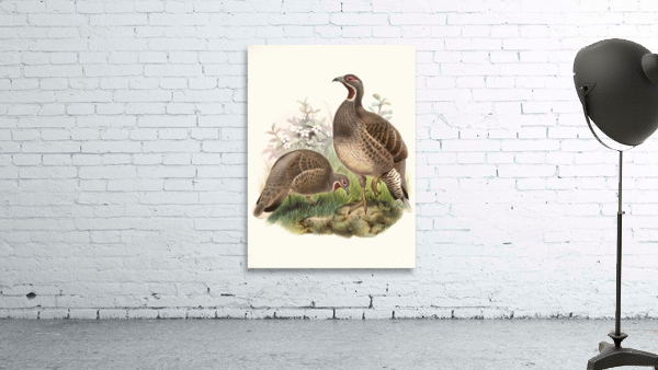 Tetraophasis obscurus. 1872 Wall Preview