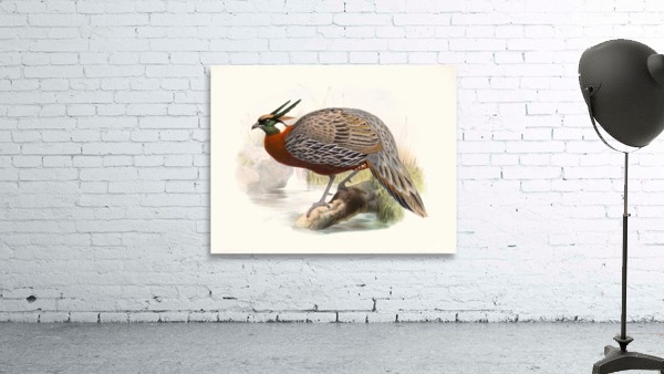 Purcasia Duvauceli. 1872 Wall Preview