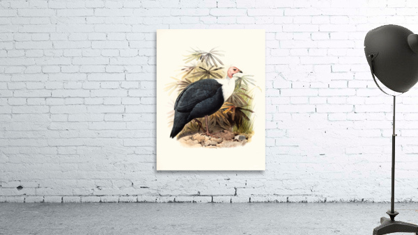 Agelastes meleagrides. 1872 Wall Preview